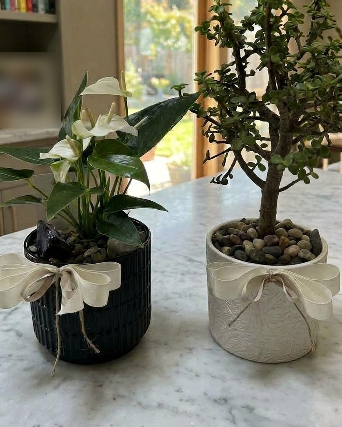 Anturio de flor blanca en maceta negra y Árbol de la abundancia en maceta blanca, los dos con moño, sobre una barra de mármol