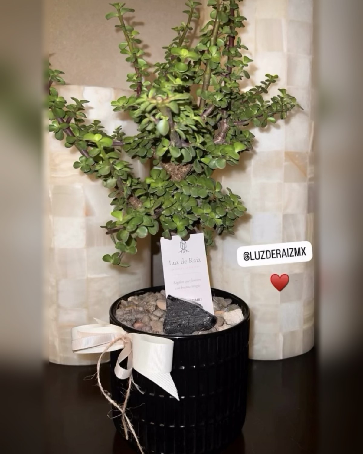 Árbol de la abundancia en maceta negra con piedra negra, moño y tarjeta de Luz de Raíz en la casa de una clienta